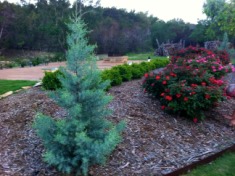 2012-04-06-6607 Conifer Cove-56.jpg